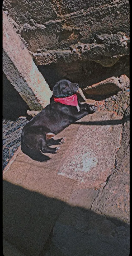 Cachorro raça SRD-ViraLata idade 5 anos nome Badaró