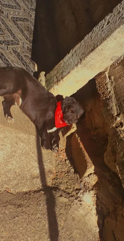 Cachorro raça SRD-ViraLata idade 5 anos nome Badaró
