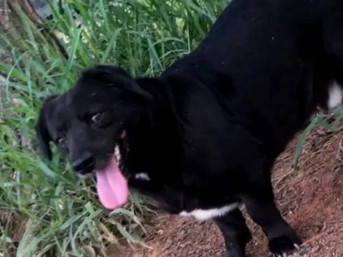 Cachorro raça SRD-ViraLata idade 5 anos nome Badaró