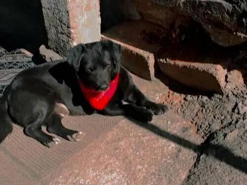 Cachorro raça SRD-ViraLata idade 5 anos nome Badaró