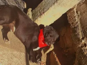 Cachorro raça SRD-ViraLata idade 5 anos nome Badaró