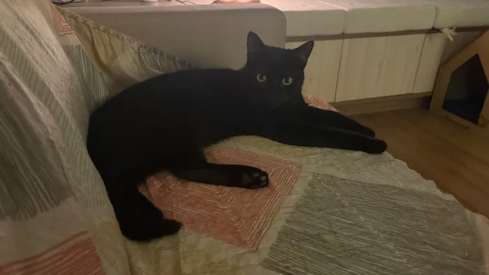 Gato raça SRD-ViraLata idade 7 a 11 meses nome Nico