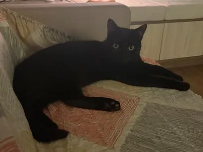 Gato raça SRD-ViraLata idade 7 a 11 meses nome Nico