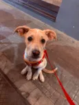 Antônio