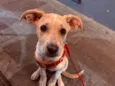 Antônio