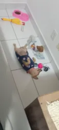 Nuttela