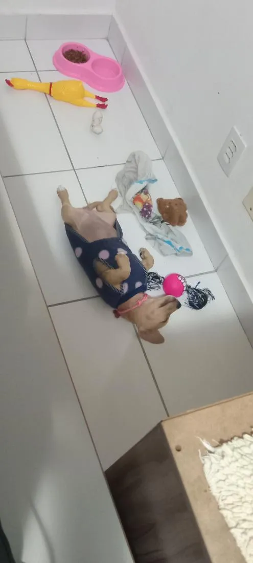 Cachorro raça SRD-ViraLata idade 2 a 6 meses nome Nuttela