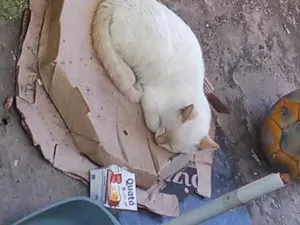 Gato raça SRD-ViraLata idade 2 a 6 meses nome Mary 
