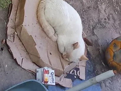 Gato raça SRD-ViraLata idade 2 a 6 meses nome Mary 