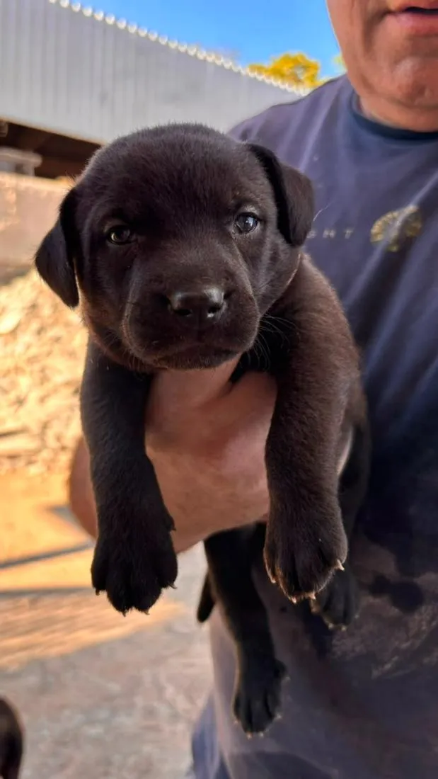 Cachorro raça SRD-ViraLata idade Abaixo de 2 meses nome Pretinho