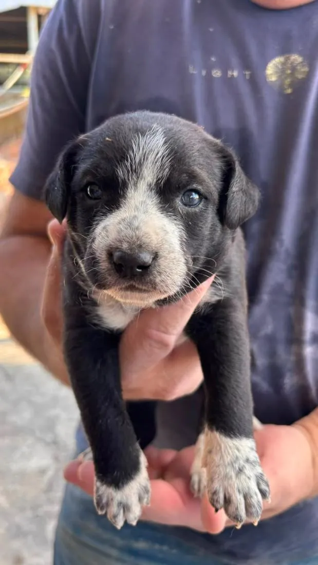 Cachorro raça SRD-ViraLata idade Abaixo de 2 meses nome Branquinha