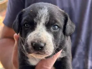 Cachorro raça SRD-ViraLata idade Abaixo de 2 meses nome Branquinha
