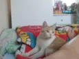 apolo 