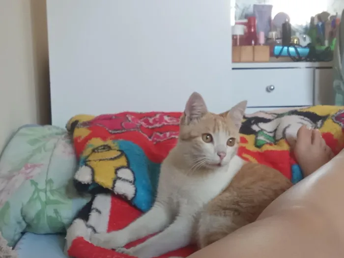 Gato raça SRD-ViraLata idade 7 a 11 meses nome apolo 