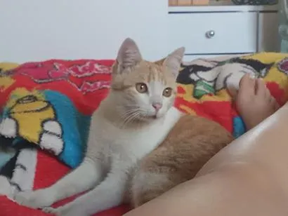 Gato raça SRD-ViraLata idade 7 a 11 meses nome apolo 