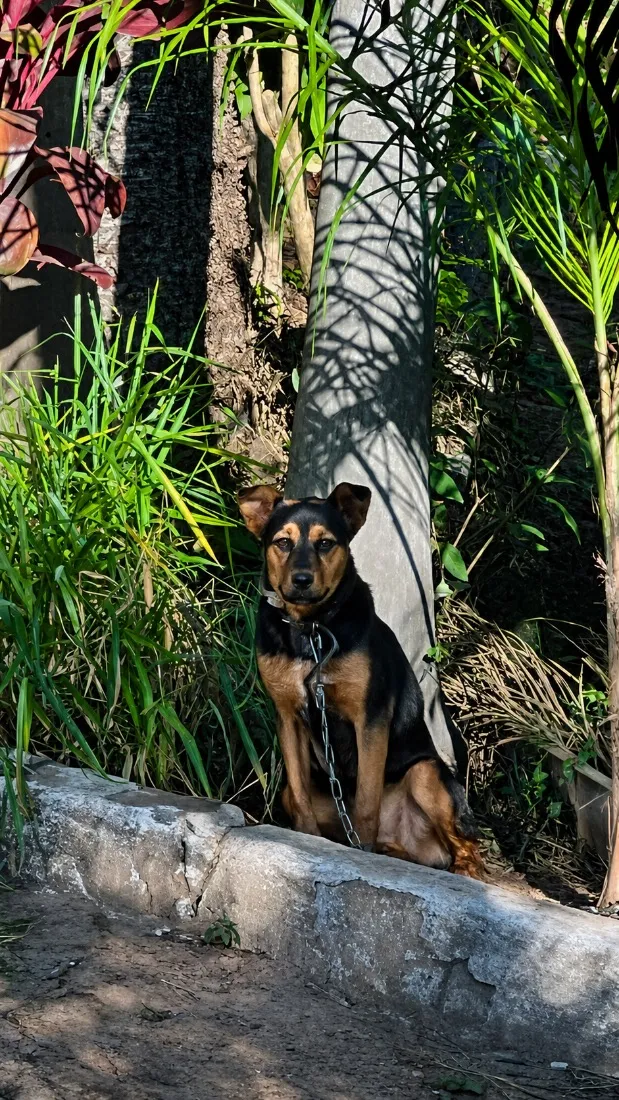 Cachorro raça SRD-ViraLata idade 7 a 11 meses nome Belinha