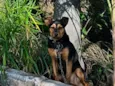 Belinha