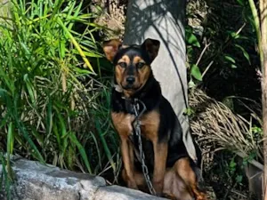 Cachorro raça SRD-ViraLata idade 7 a 11 meses nome Belinha