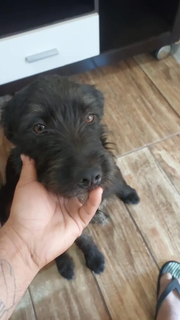 Cachorro raça SRD-ViraLata idade 2 anos nome Oreo 