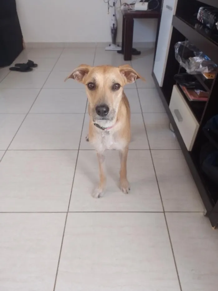 Cachorro raça SRD-ViraLata idade 2 anos nome Amora