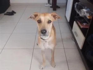 Cachorro raça SRD-ViraLata idade 2 anos nome Amora