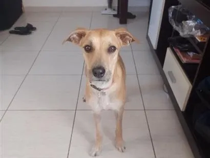 Cachorro raça SRD-ViraLata idade 2 anos nome Amora