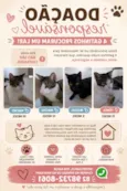 Pérola, Bagheera, Gustavo e Zé 