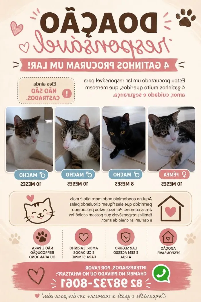 Gato raça SRD-ViraLata idade 7 a 11 meses nome Pérola, Bagheera, Gustavo e Zé 