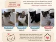 Pérola, Bagheera, Gustavo e Zé 