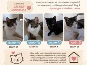 Gato raça SRD-ViraLata idade 7 a 11 meses nome Pérola, Bagheera, Gustavo e Zé 