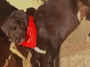 Cachorro raça SRD-ViraLata idade 5 anos nome Badaró
