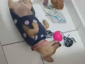 Cachorro raça SRD-ViraLata idade 2 a 6 meses nome Nuttela