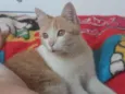 apolo 