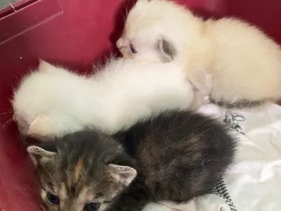 Gato raça SRD-ViraLata idade Abaixo de 2 meses nome nomes a serem dados 