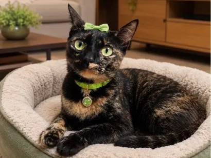 Gato raça SRD-ViraLata idade 7 a 11 meses nome Betina 