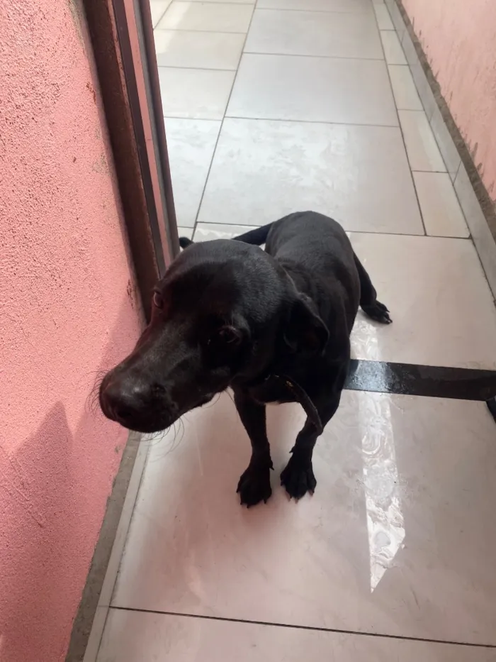 Cachorro raça SRD-ViraLata idade 7 a 11 meses nome Thor
