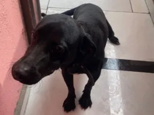 Cachorro raça SRD-ViraLata idade 7 a 11 meses nome Thor