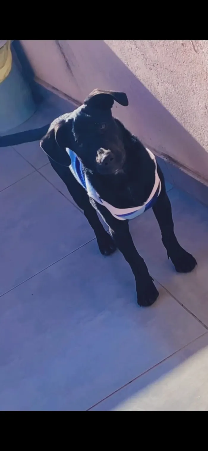 Cachorro raça SRD-ViraLata idade 7 a 11 meses nome Thor
