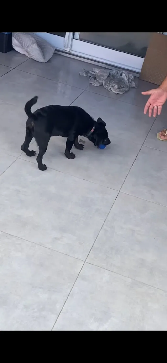 Cachorro raça SRD-ViraLata idade 7 a 11 meses nome Thor