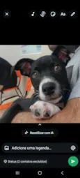 Chico