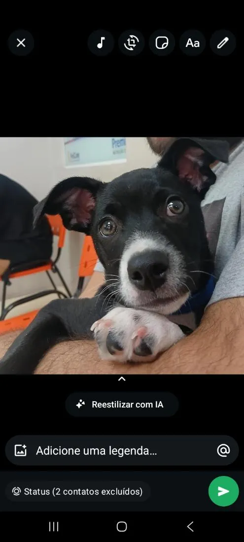 Cachorro raça SRD-ViraLata idade 2 a 6 meses nome Chico