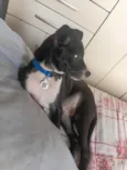 Chico