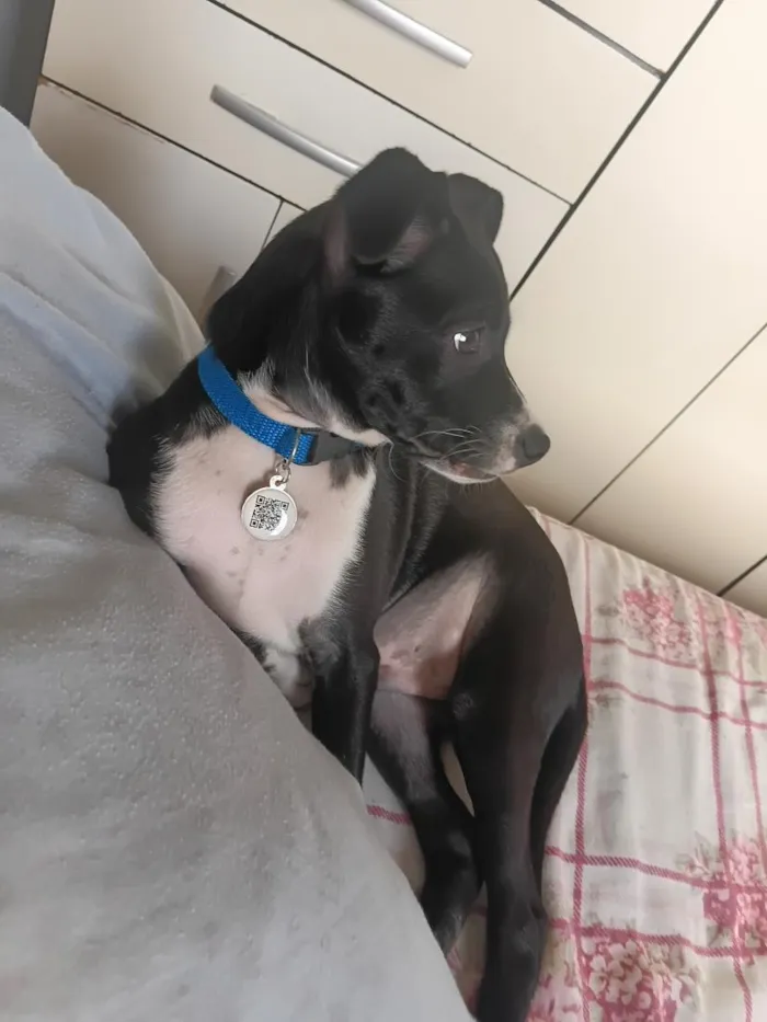 Cachorro raça SRD-ViraLata idade 2 a 6 meses nome Chico