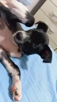 Chico