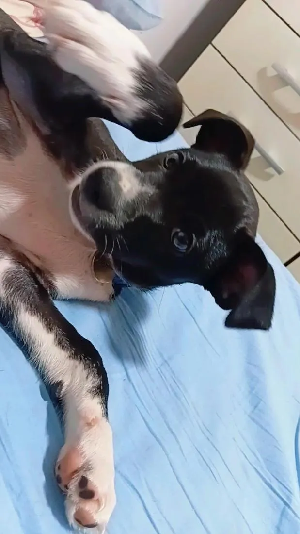 Cachorro raça SRD-ViraLata idade 2 a 6 meses nome Chico