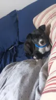 Chico