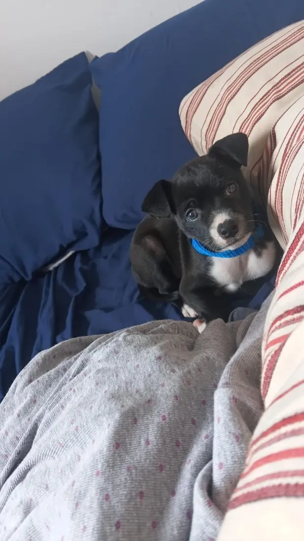 Cachorro raça SRD-ViraLata idade 2 a 6 meses nome Chico