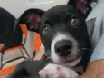 Chico