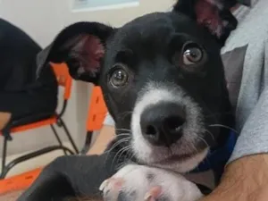 Cachorro raça SRD-ViraLata idade 2 a 6 meses nome Chico
