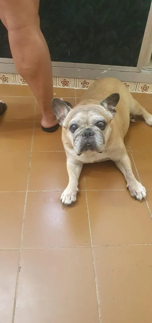 Cachorro raça SRD-ViraLata idade 6 ou mais anos nome Salomão
